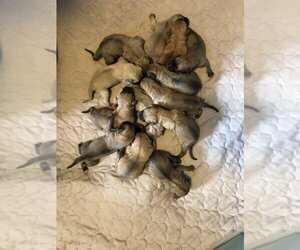 Black Mouth Cur Puppy for sale in AUBURN, NY, USA