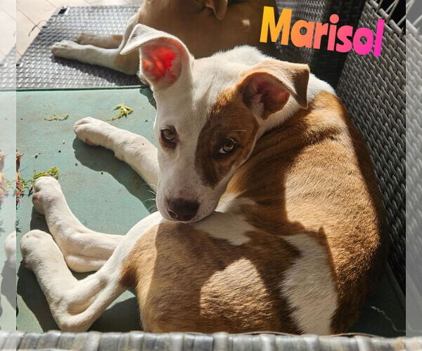 Medium Photo #2 Mutt Puppy For Sale in Woodbury, NY, USA