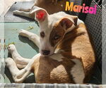 Small #1 Mutt