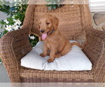 Puppy Max Goldendoodle