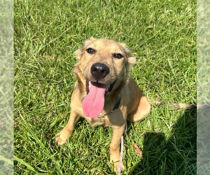 Chiweenie Dogs for adoption in Cranston, RI, USA