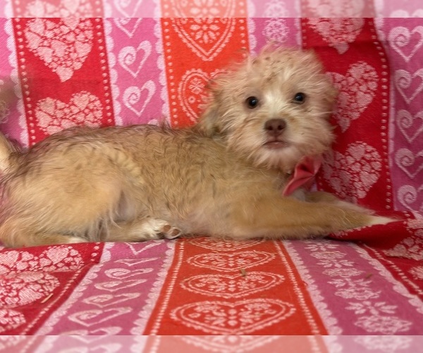 Medium Photo #1 ShihPoo Puppy For Sale in LANCASTER, PA, USA