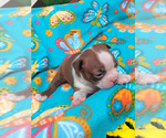 Puppy Chloe Boston Terrier