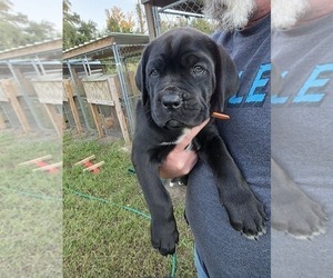 Medium Cane Corso