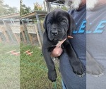 Puppy Orange aka Lola Cane Corso