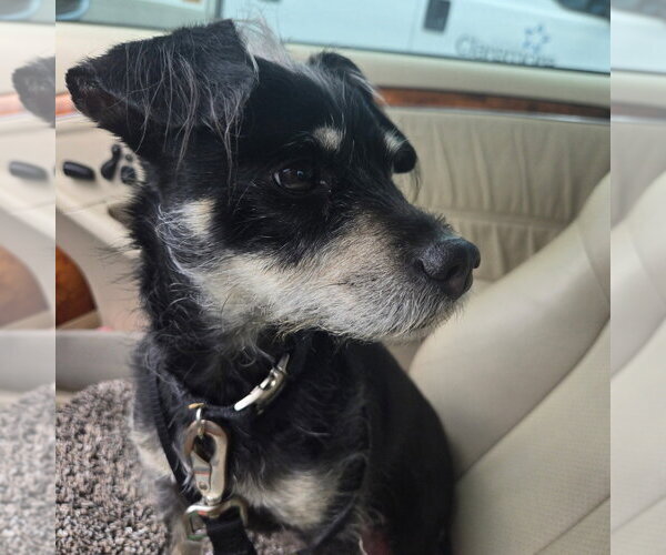 Medium Photo #3 Miniature Pinscher-Unknown Mix Puppy For Sale in Claremore, OK, USA