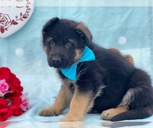 German Shepherd Dog Puppy for sale in LANCASTER, PA, USA