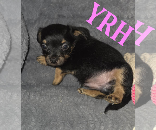 Medium Photo #1 Mutt Puppy For Sale in Spring, TX, USA
