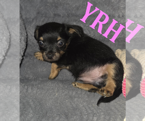 Mutt Dogs for adoption in Spring, TX, USA