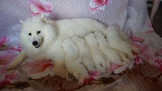 Mother of the Samoyed puppies born on 07/13/2018