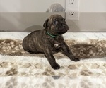 Puppy Shrek American Pit Bull Terrier-Labrador Retriever Mix