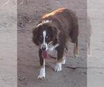 Image preview for Ad Listing. Nickname: Sierra