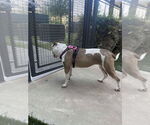 Small #2 Staffordshire Bull Terrier