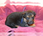 Small Photo #17 German Shepherd Dog Puppy For Sale in FOREST GROVE, OR, USA