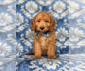 Goldendoodle (Miniature) Puppy for sale in KIRKWOOD, PA, USA