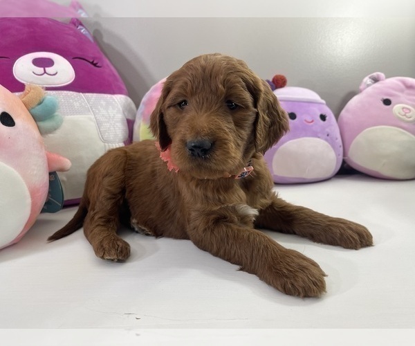 Medium Photo #2 Goldendoodle Puppy For Sale in WOODBURN, IN, USA