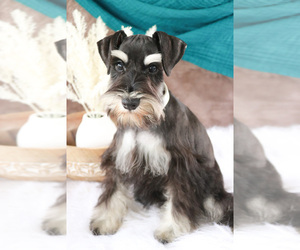 Schnauzer (Miniature) Puppy for sale in SYRACUSE, IN, USA