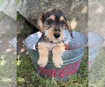 Small #2 Schnoodle (Miniature)