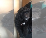 Small Photo #6 Bernedoodle Puppy For Sale in ELK, WA, USA