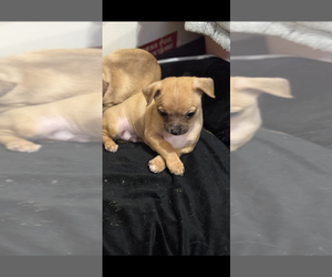 Chihuahua Puppy for sale in QUAKERTOWN, PA, USA