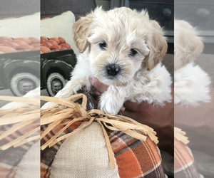 Goldendoodle (Miniature) Puppy for sale in PERRINEVILLE, NJ, USA