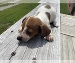 Small Photo #5 Dachshund Puppy For Sale in LAWRENCEBURG, TN, USA
