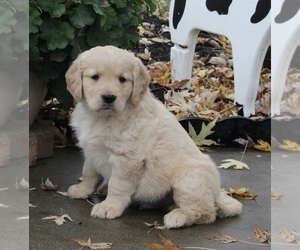 Medium Golden Retriever