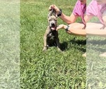 Small #1 Cane Corso