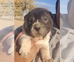 Puppy Brandi Chinese Shar-Pei