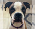 Small #1 Boxer