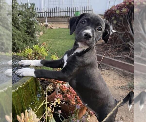 Medium Photo #6 Colonial Cocker Spaniel-Unknown Mix Puppy For Sale in San Diego, CA, USA