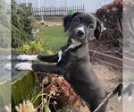 Small #5 Colonial Cocker Spaniel Mix