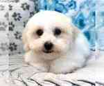 Small Maltipoo