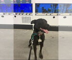 Small #10 Labrador Retriever Mix