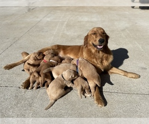 Mother of the Golden Retriever puppies born on 01/18/2022