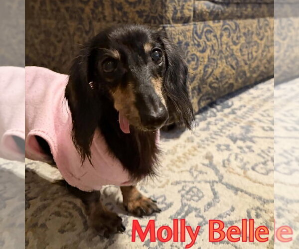 Medium Photo #2 Dachshund Puppy For Sale in San Antonio, TX, USA