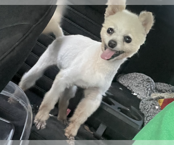 Medium Photo #3 Pomeranian-Unknown Mix Puppy For Sale in Decatur, GA, USA
