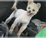 Small #2 Pomeranian Mix