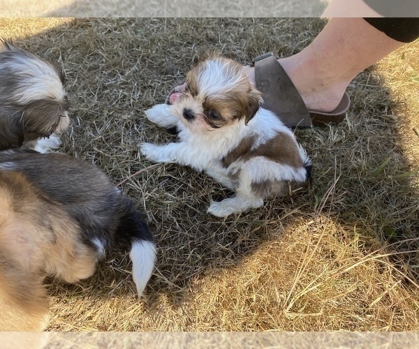 Medium Photo #22 Shih Tzu Puppy For Sale in VENETA, OR, USA