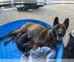 Small Photo #1 Belgian Malinois Puppy For Sale in JELLICO, TN, USA