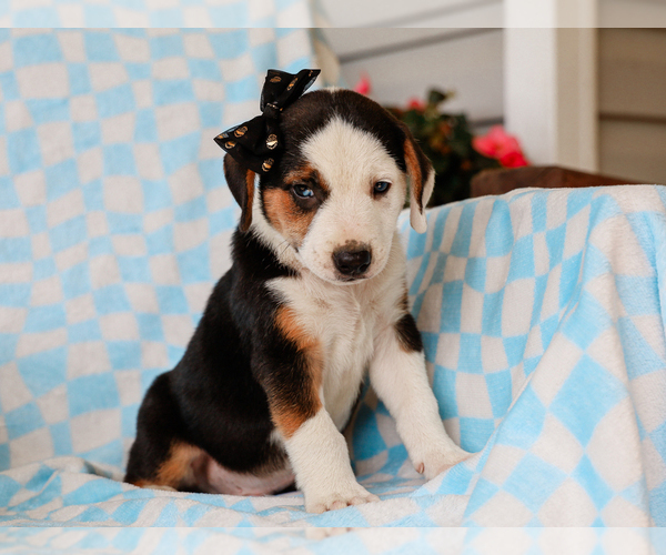 Medium Photo #2 Beagle-Mutt Mix Puppy For Sale in LIBERTY, KY, USA
