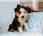 Small #1 Beagle-Mutt Mix