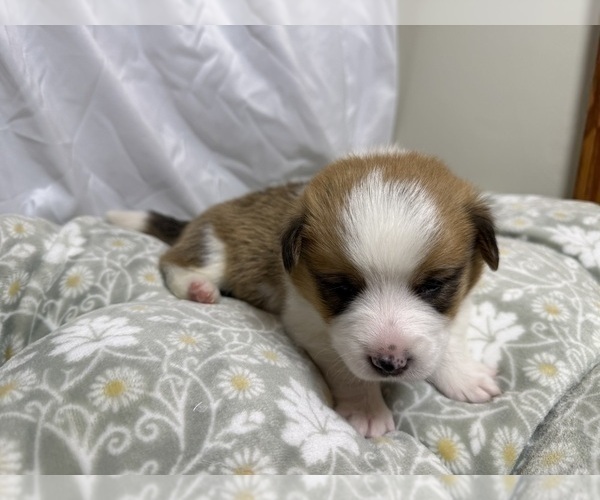 Medium Photo #17 Pembroke Welsh Corgi Puppy For Sale in GRAND RAPIDS, MI, USA