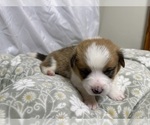 Small #16 Pembroke Welsh Corgi