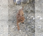Small Photo #78 Rhodesian Ridgeback Puppy For Sale in MORONGO VALLEY, CA, USA
