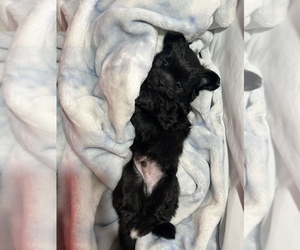 Scorkie Puppy for sale in SURPRISE, AZ, USA