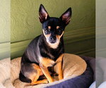 Small #6 Chihuahua