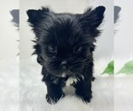 Small #20 Yorkshire Terrier