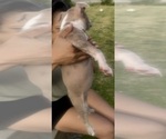 Small Photo #10 American Bully Puppy For Sale in LAKE STATION, IN, USA