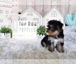 Small Photo #5 Morkie-Unknown Mix Puppy For Sale in FULLERTON, CA, USA